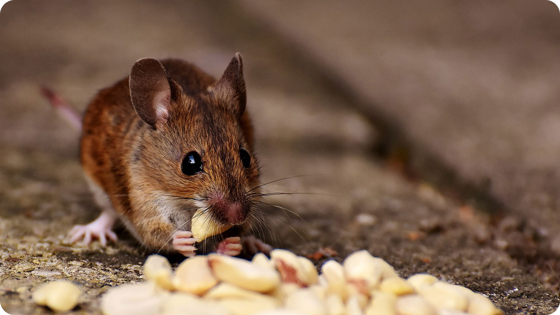 Một số cách diệt chuột trong nhà đảm bảo an toàn nhất