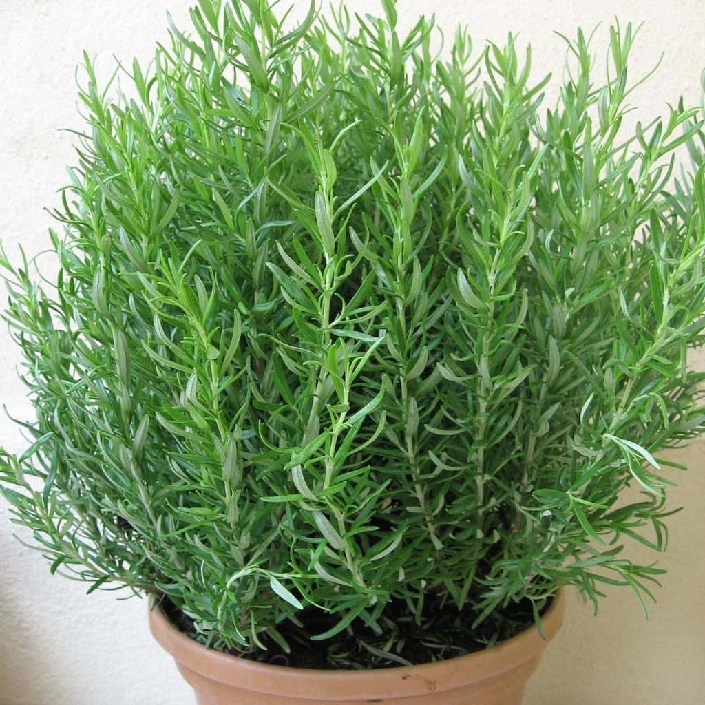 Trồng một số loại cây quanh nhà để đuổi muỗi